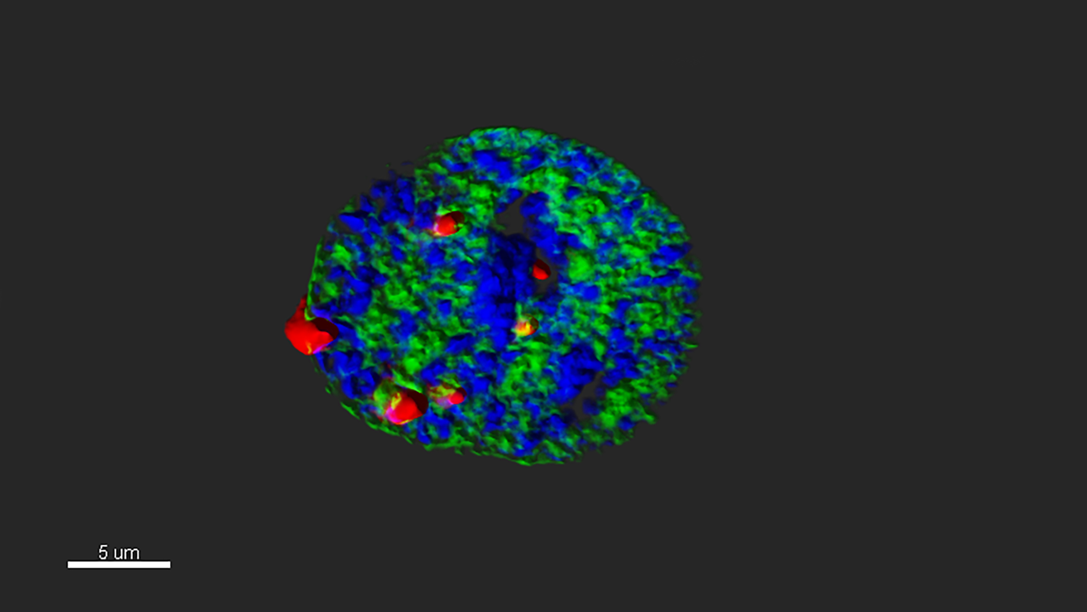 The nucleus of a young heart cell