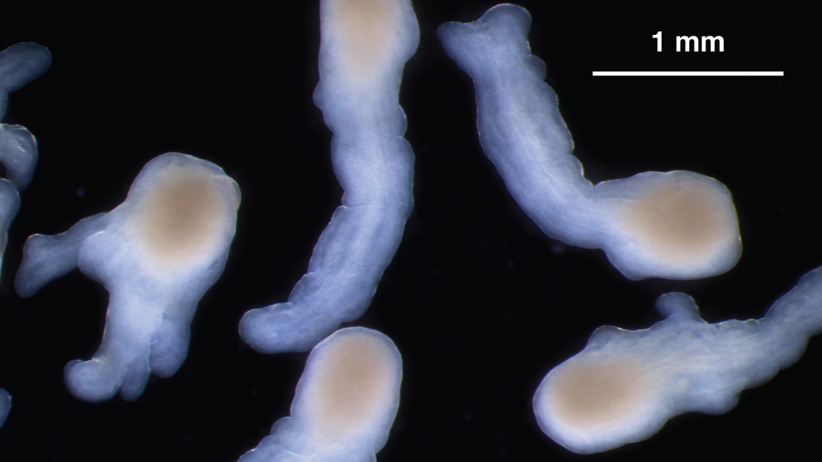 Spinal Cord Organoids