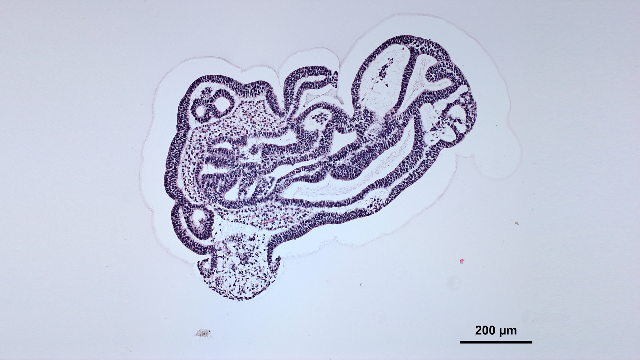 Organoids from McDevitt lab