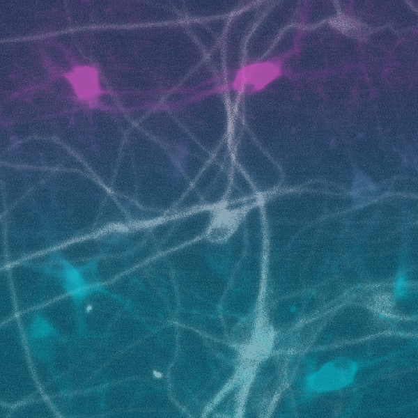 neuroscience image