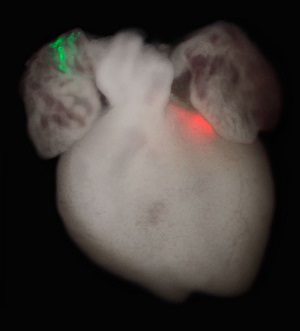 Mouse heart development