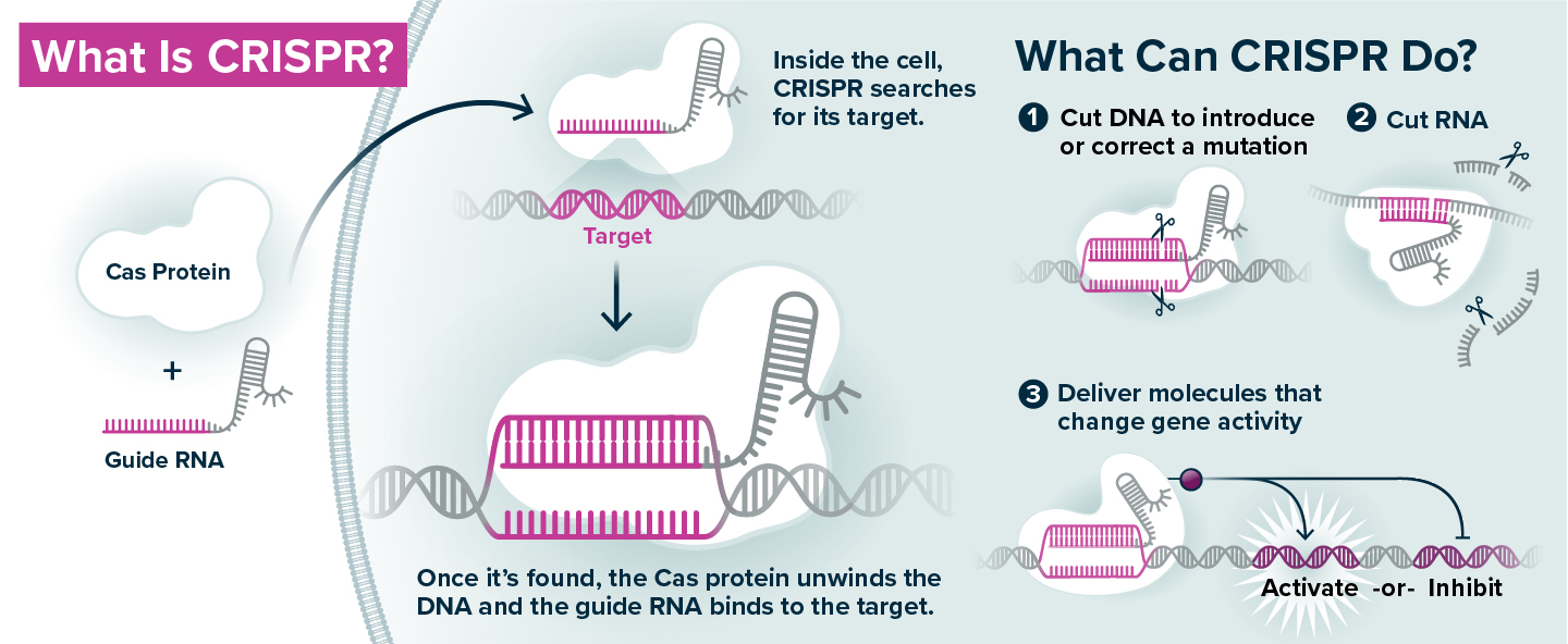 What is CRISPR graphic