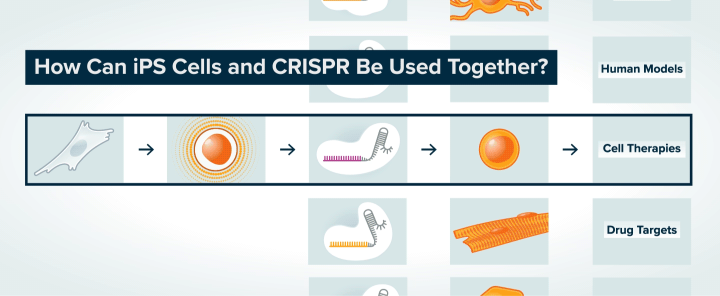 Graphic showing how iPS Cells and CRISPR can be used together