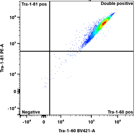 Plluripotency Testing