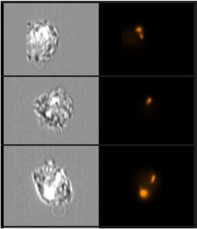 Imaging Cytometry