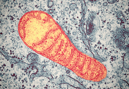 Mitochondria image