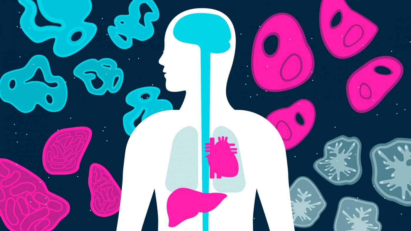 Organoids and Microtissues Pink and blue graphic showing a human silhouette with organs and organoids