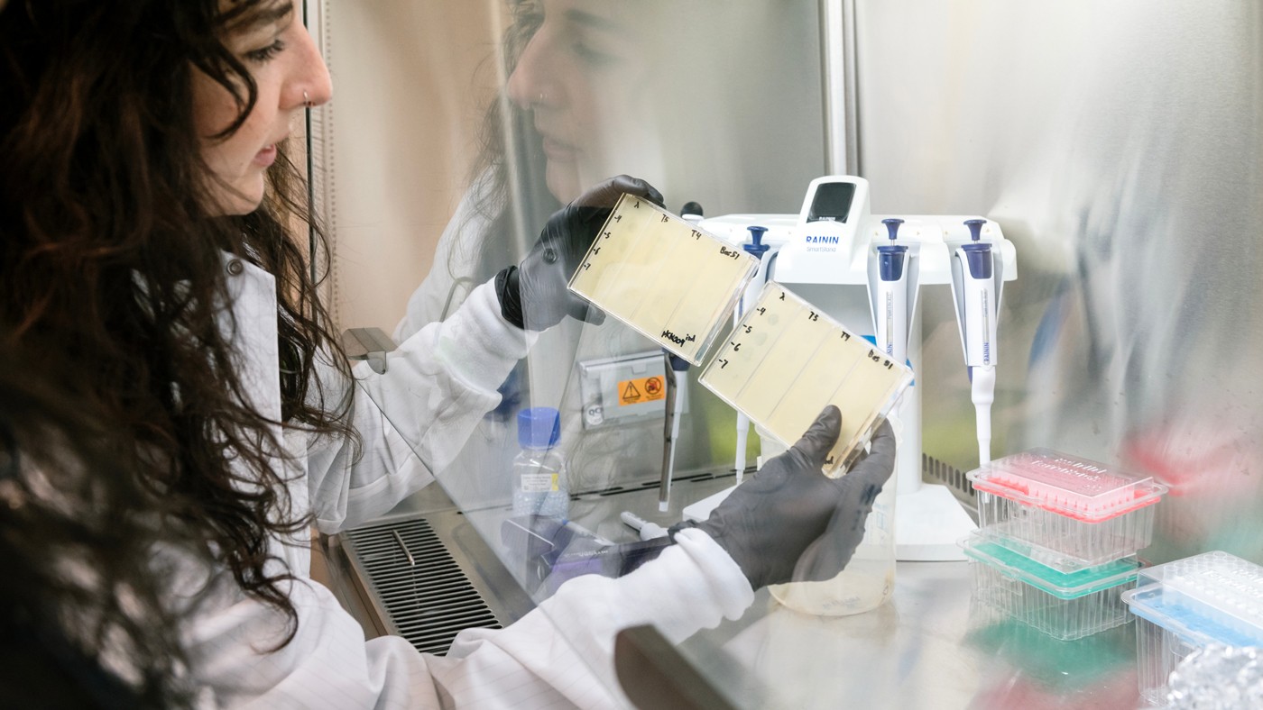 Kate Crawford examines the defense activity of retrons against phage with spot plaque assays in the Shipman Lab at Gladstone Institutes.