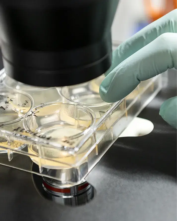 iPS Cells