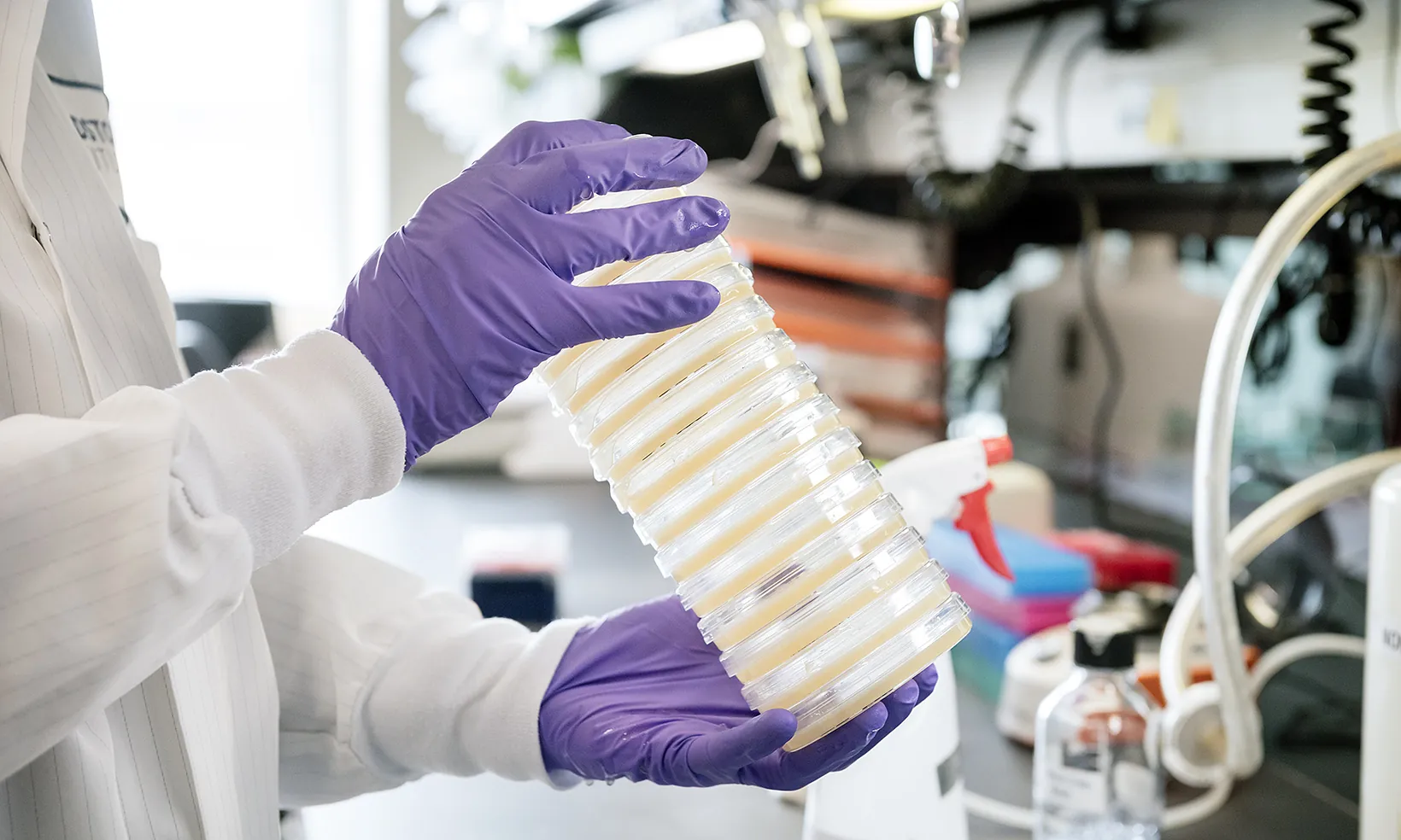 Close up of gloved hands holding a stack of petri dishes