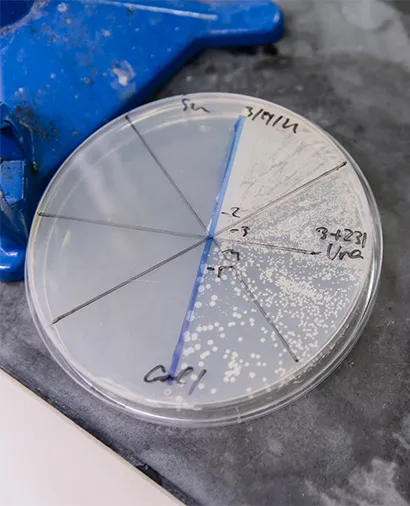 Close up of a petri dish