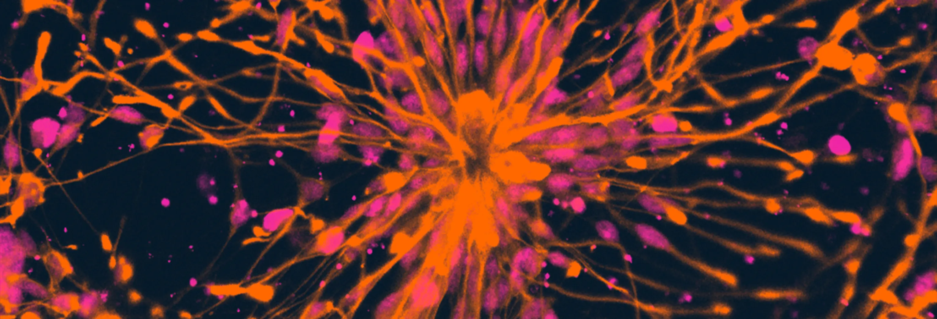 Disease Banner Image