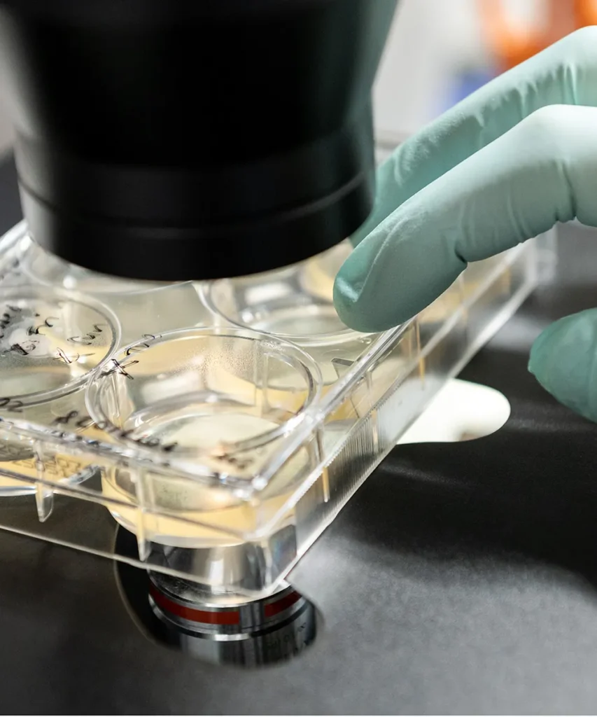 iPS Cells