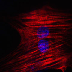 Chemically-induced heart cell