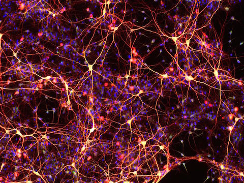 Chemically reprogrammed neurons