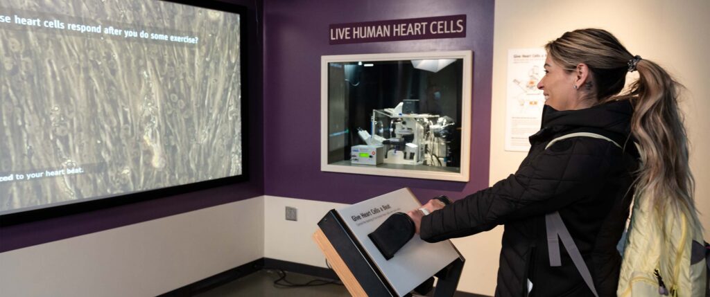 Heart-to-Heart Connection: Exploratorium and Gladstone Bring a  Breakthrough Science Exhibit to Life