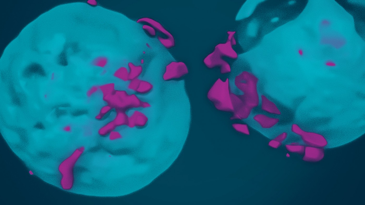 microscopy of two immune cells