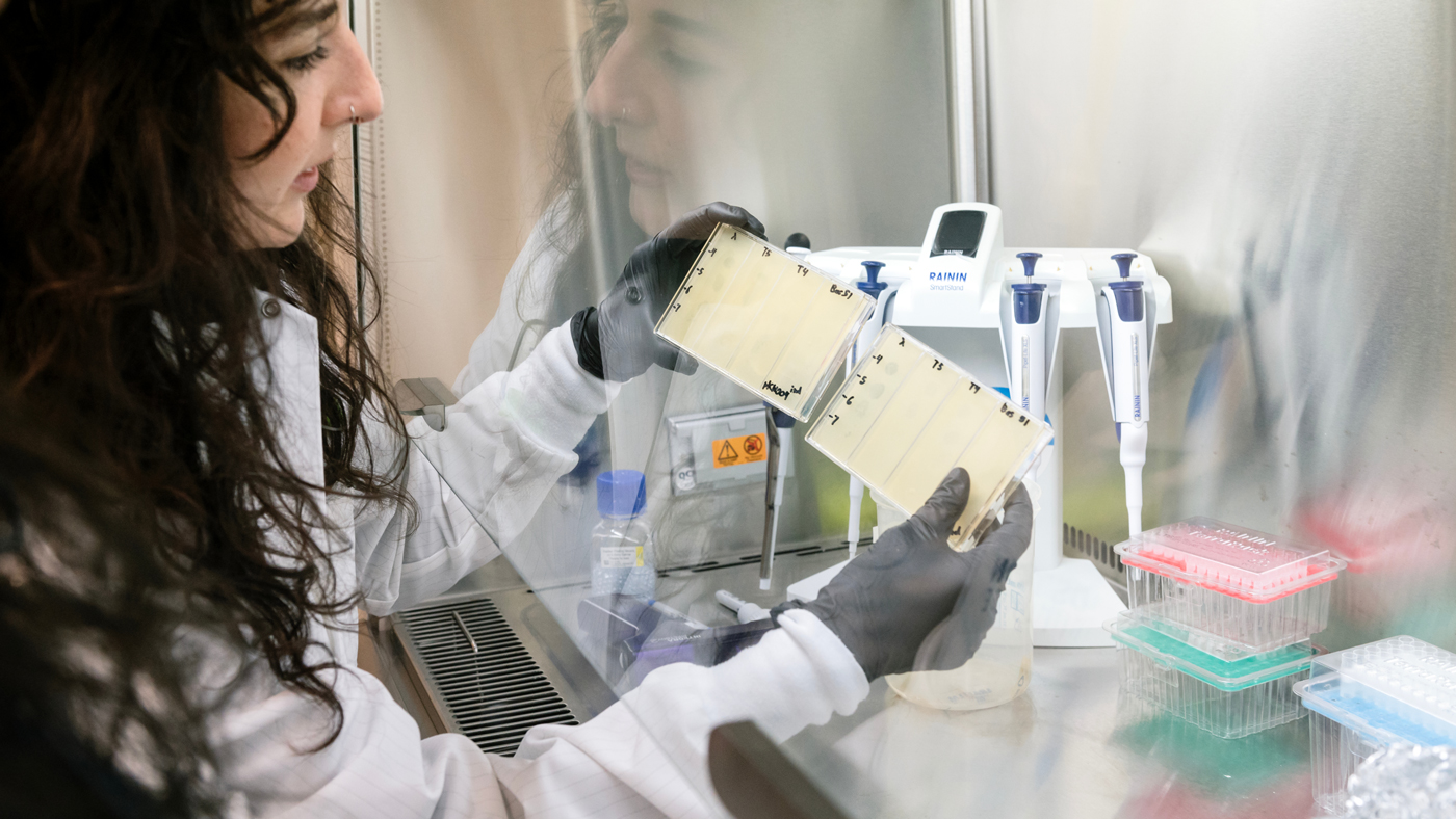 Kate Crawford examines the defense activity of retrons against phage with spot plaque assays in the Shipman Lab at Gladstone Institutes.