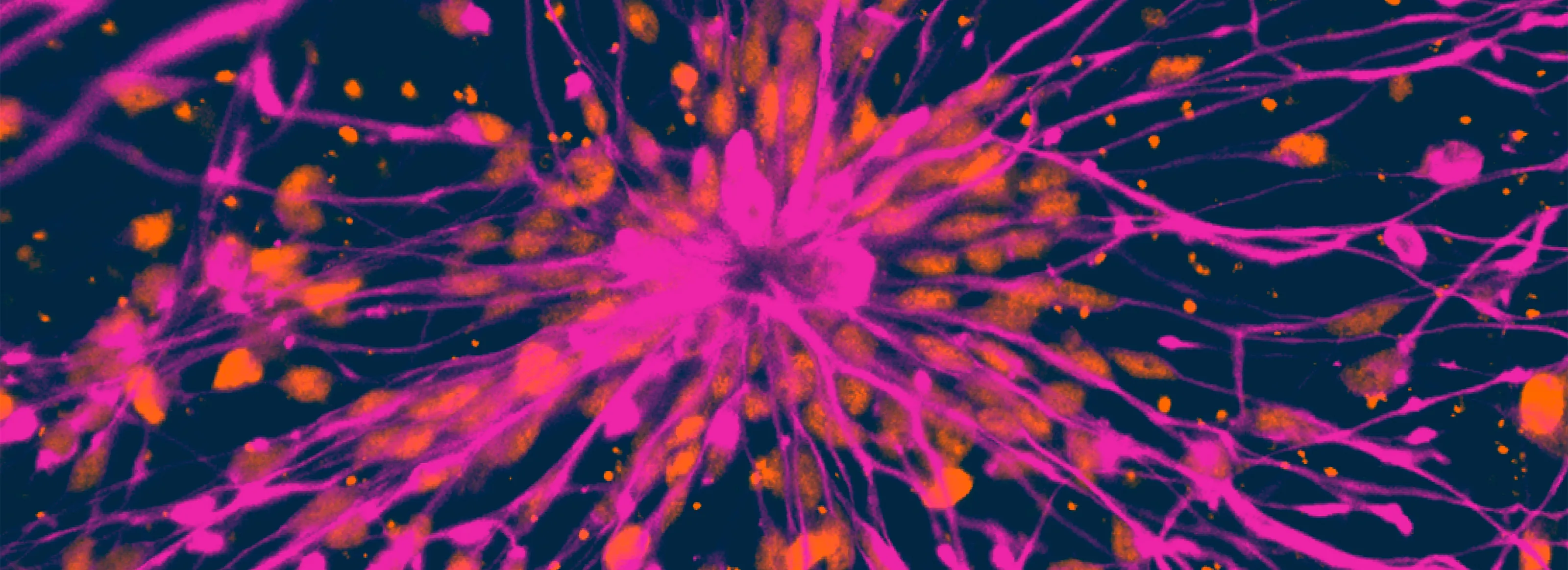 Disease Banner Image