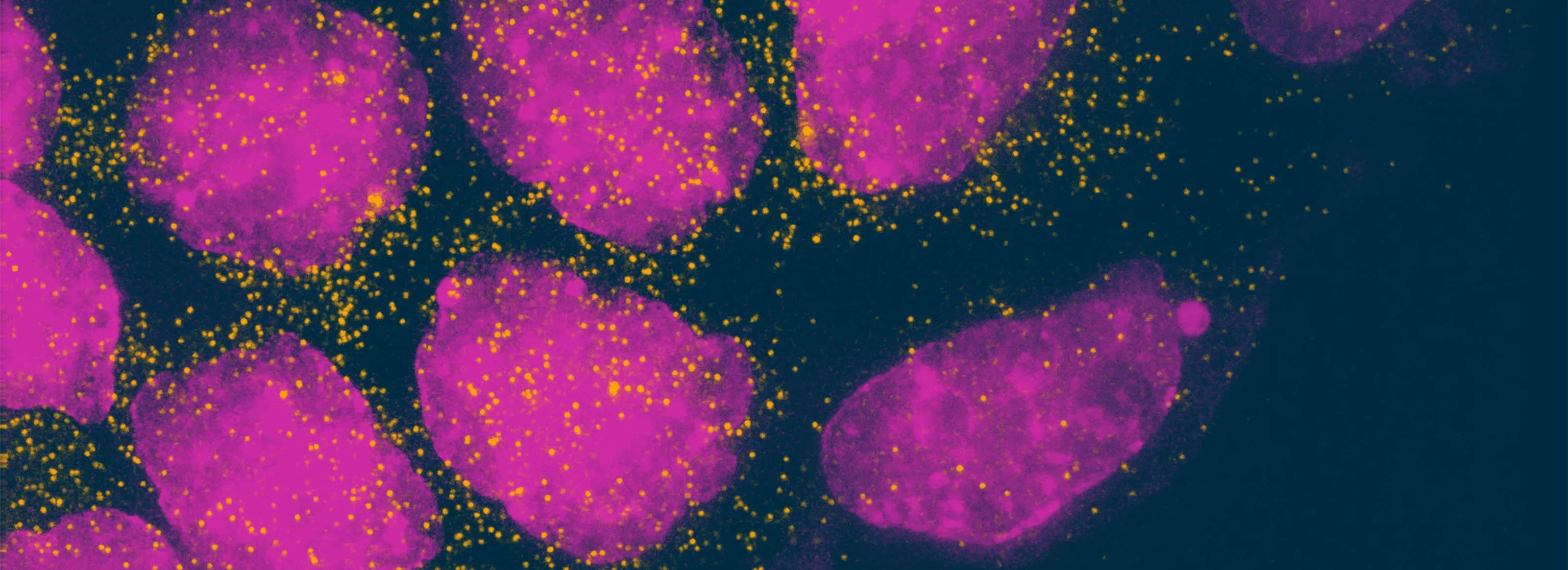 Disease Banner Image