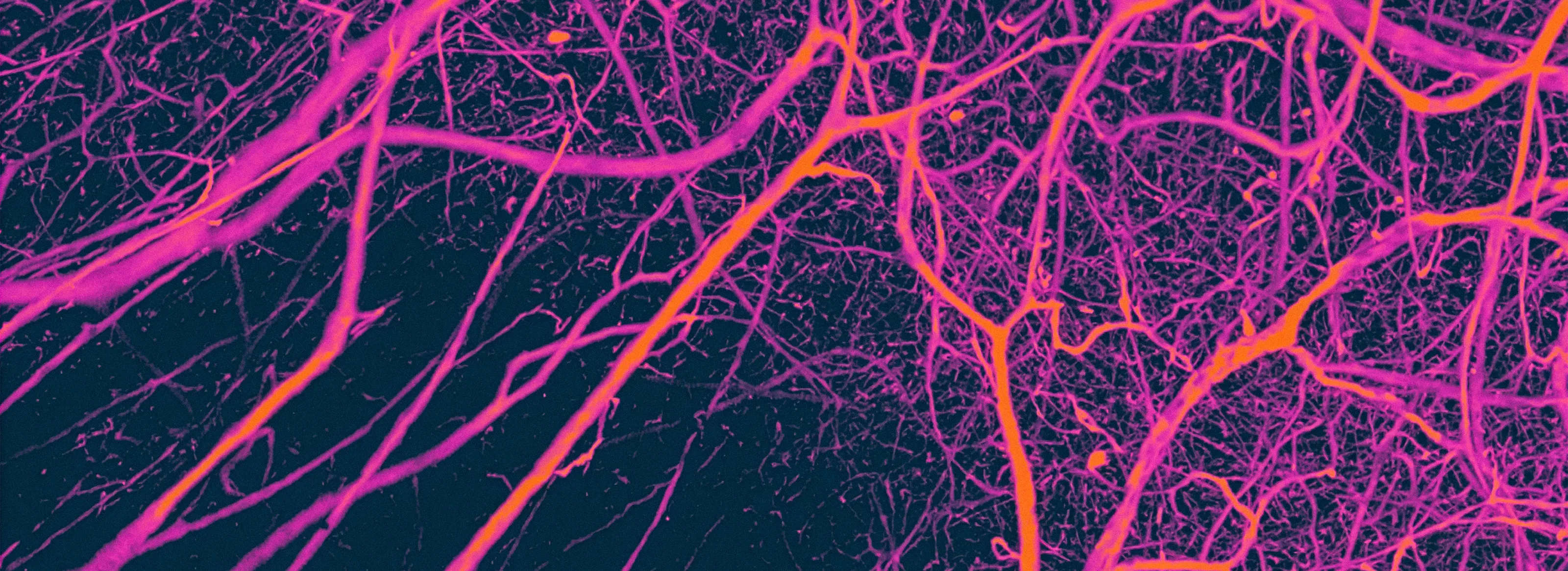 Disease Banner Image