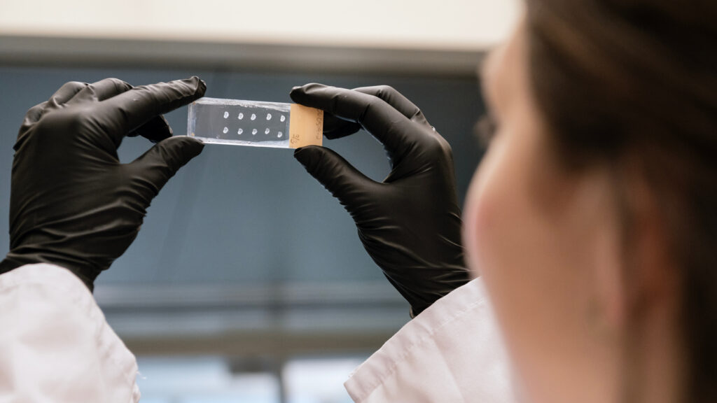 Engineered Human Neurons Rebuild Damaged Spinal Cord Circuits