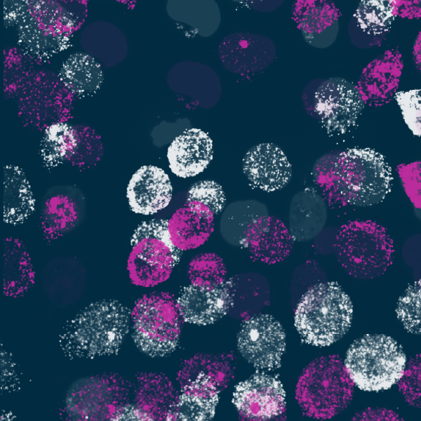 De Novo Engineering of Antigen Specificity in Primary Human T Cells